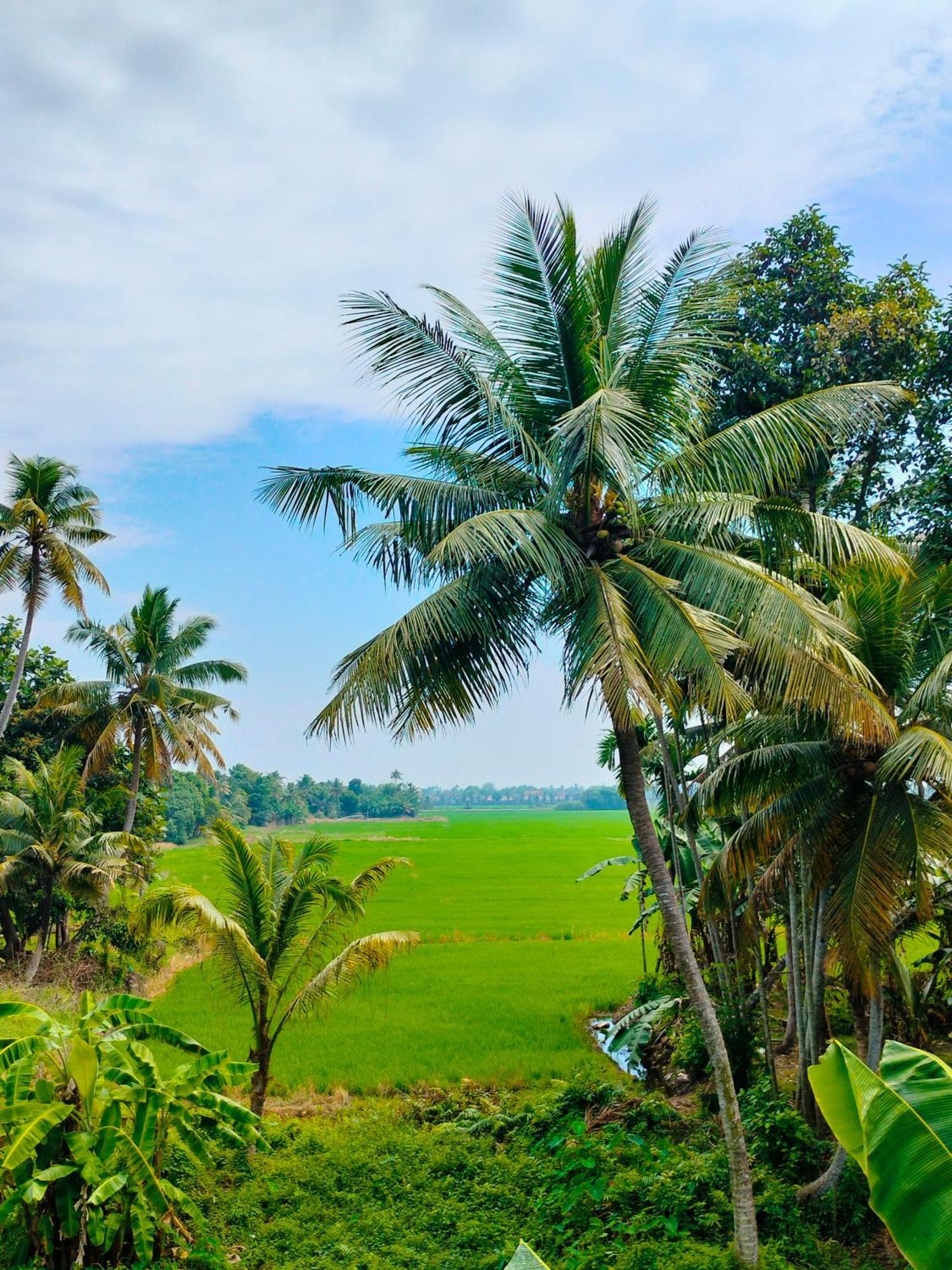 Paddy N Canal Homestay Alappuzha المظهر الخارجي الصورة